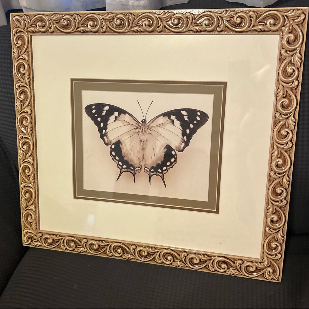Raquel Edwards "Great Nawab" Butterfly Art Print -Ornate Cimarron Frame 19 x 21”